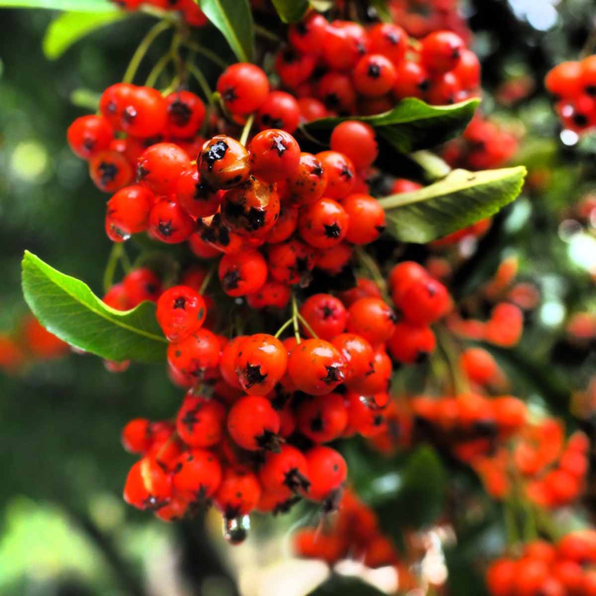 Pyracantha in varietà