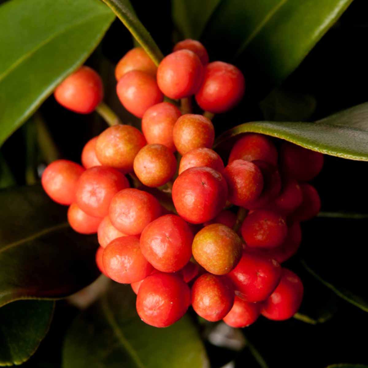 Skimmia Japonica in varietà