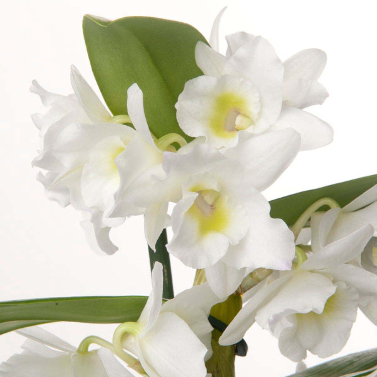 Orchidea Dendrobium Star Class Apollon