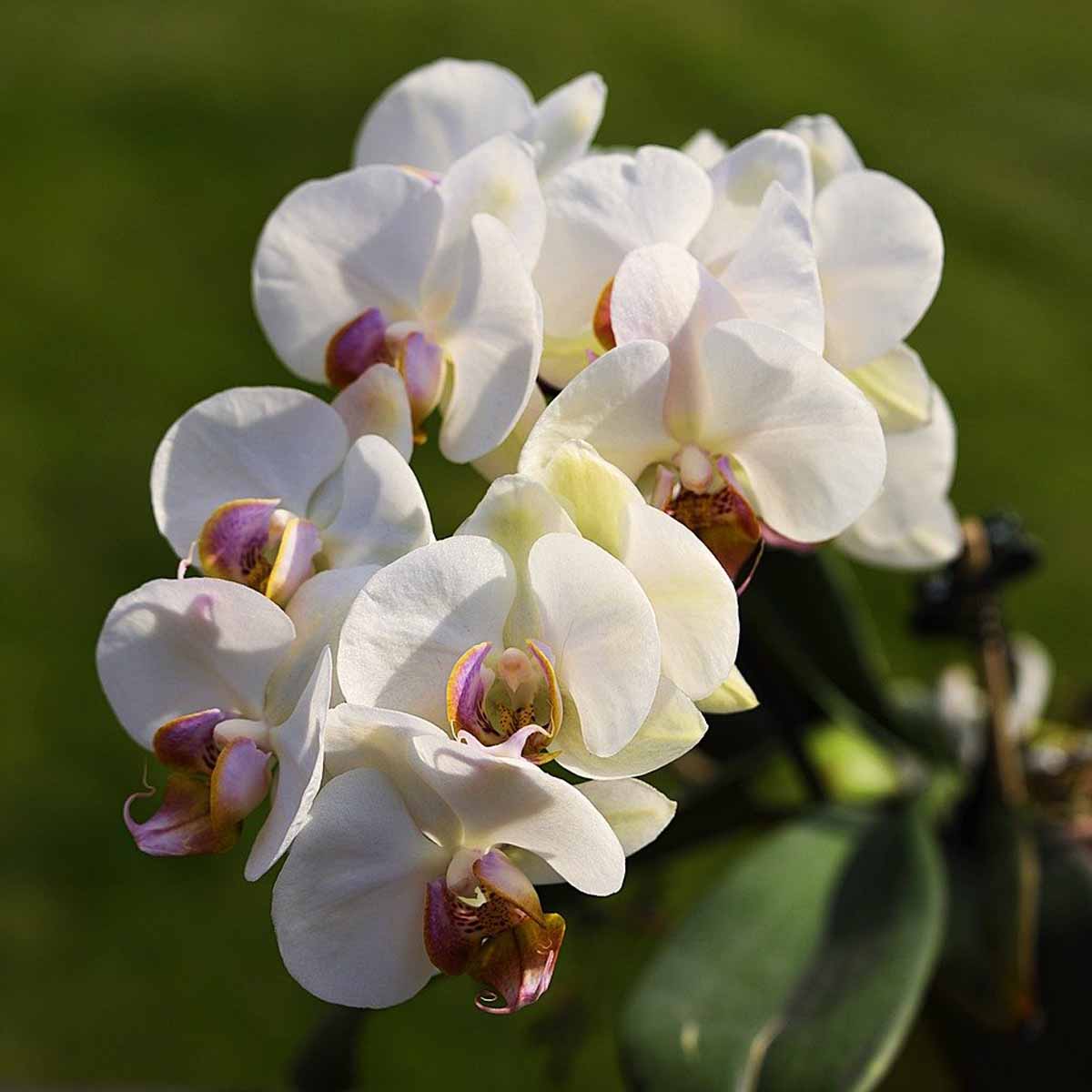 Orchidea Phalaenopsis Bellissimo Multiflora in varietà