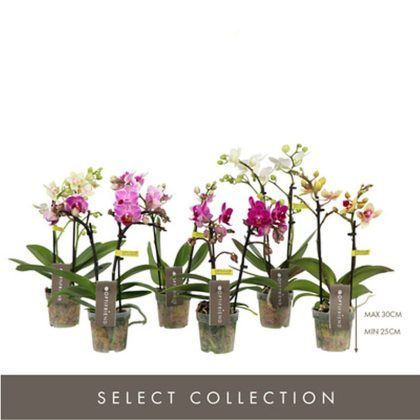 Pianta Phalaenopsis mix colori-1 ramo (Orchidea) Vaso 12cm