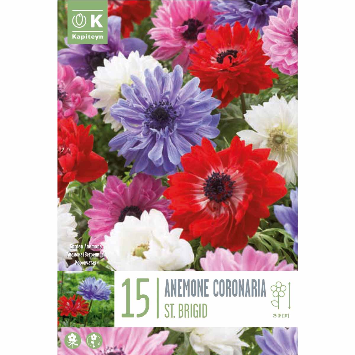 Kapiteyn Anemone coronaria St Brigid (15 bulbi)