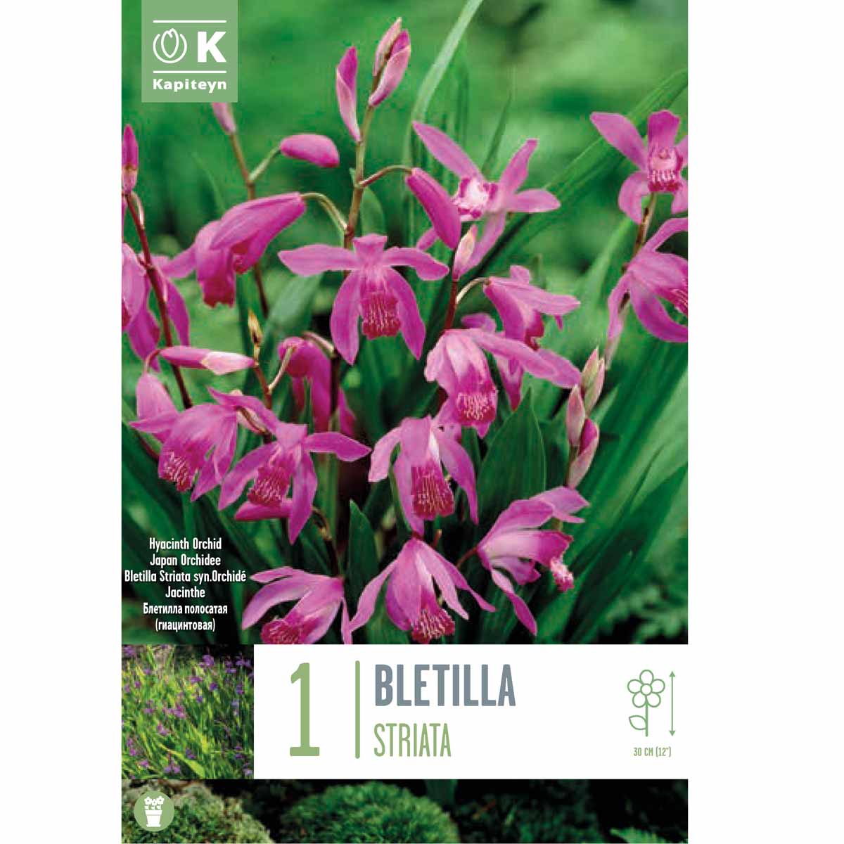 Kapiteyn Bletilla striata (1 bulbo)