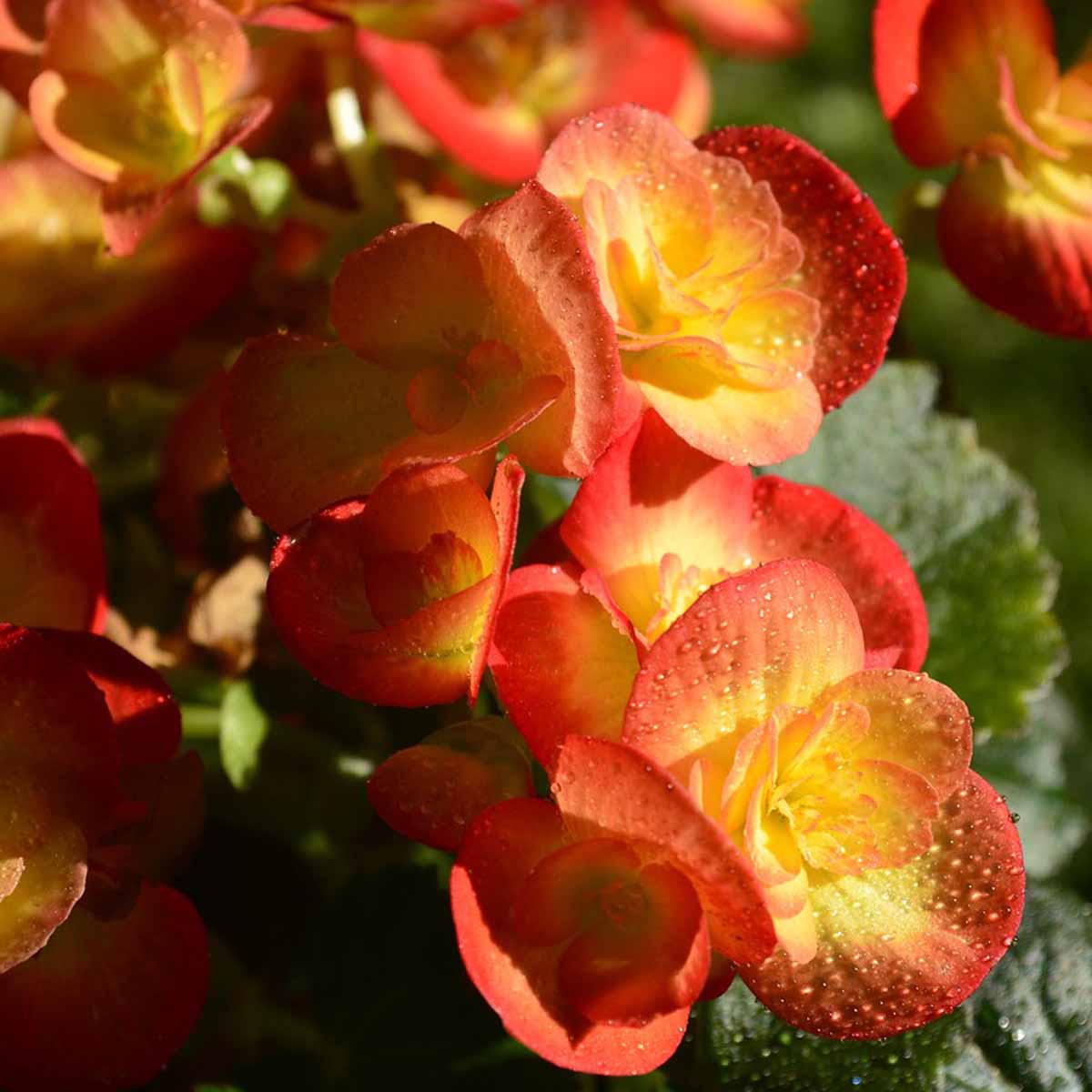 Kapiteyn Bulbi di Begonia in varietà