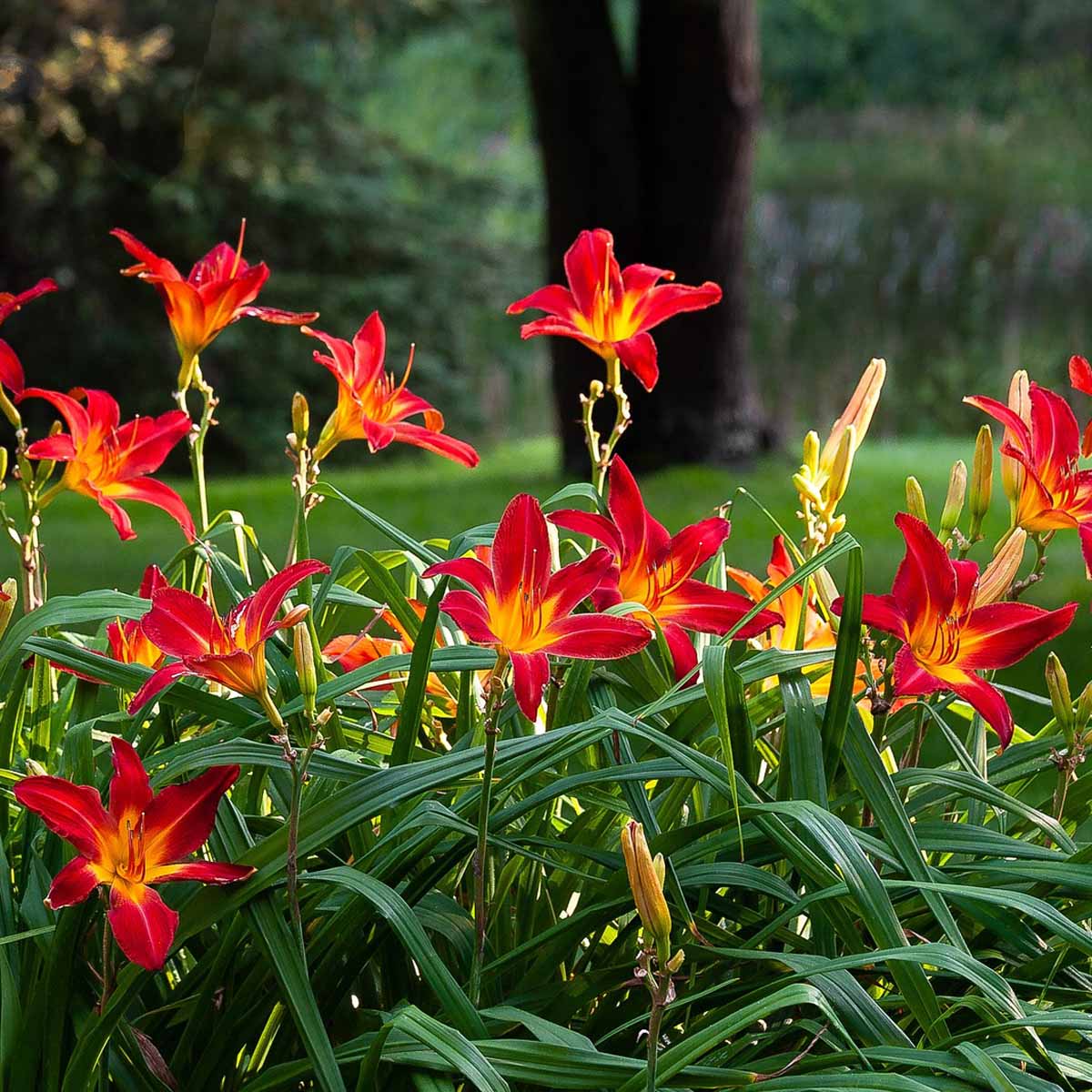 Kapiteyn Bulbi di Hemerocallis in varietà