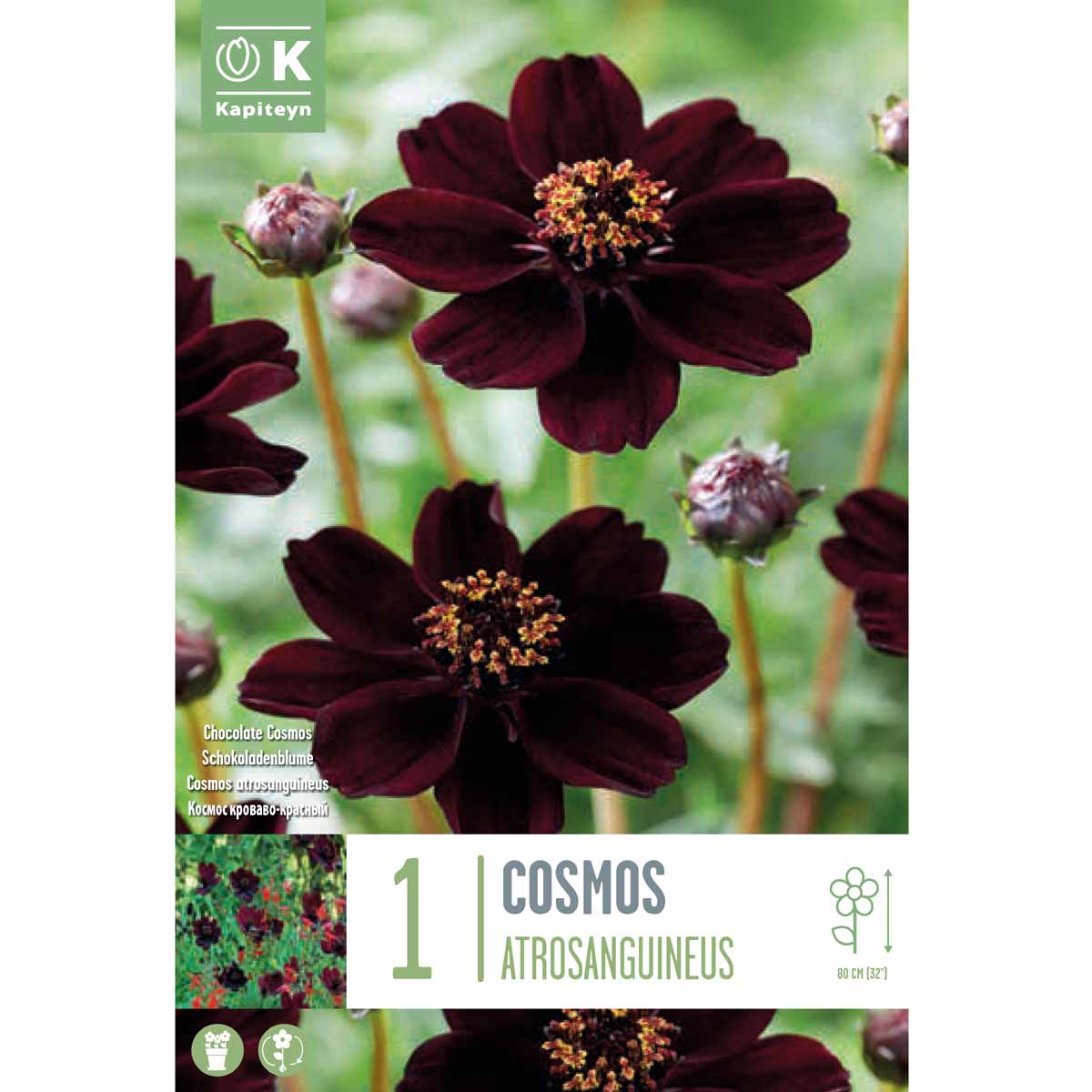 Kapiteyn Cosmos Atrosanguineus (1 bulbo)