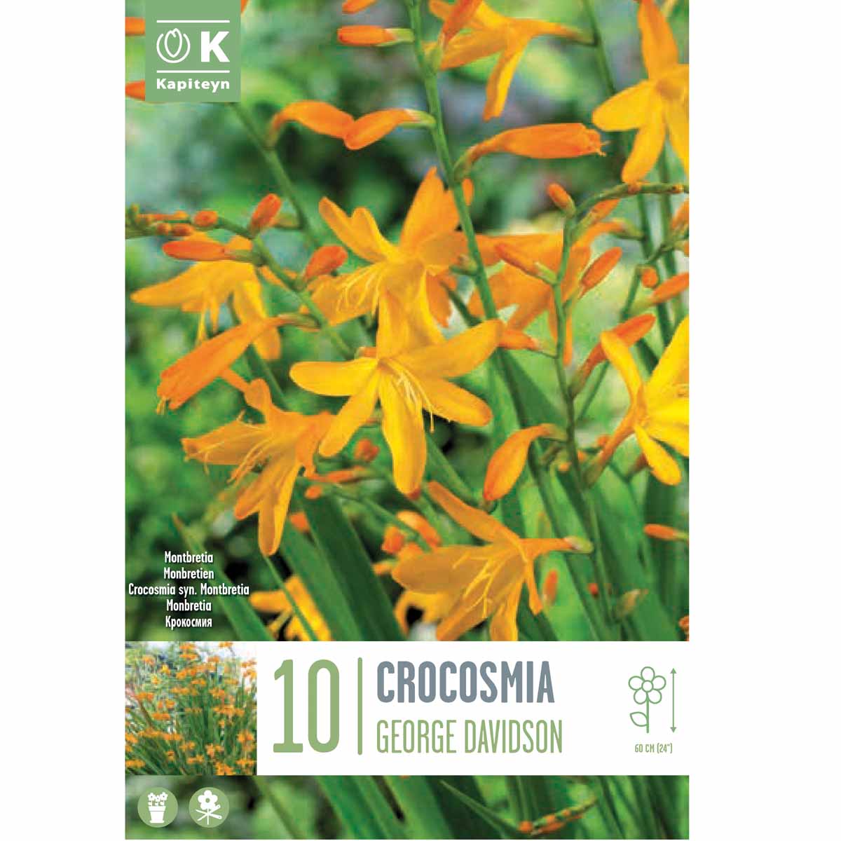 Kapiteyn Crocosmia George Davidson (10 bulbi)