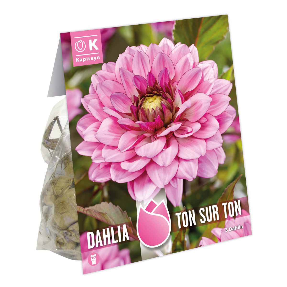 Kapiteyn Dahlia Ton-Sur-Ton Rich Flowering (3 tuberi)