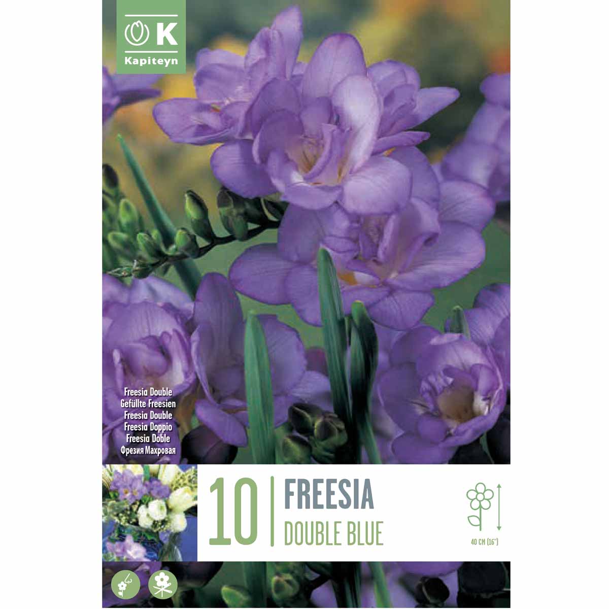 Kapiteyn Freesia ‘Double Blue’ (10 bulbi)