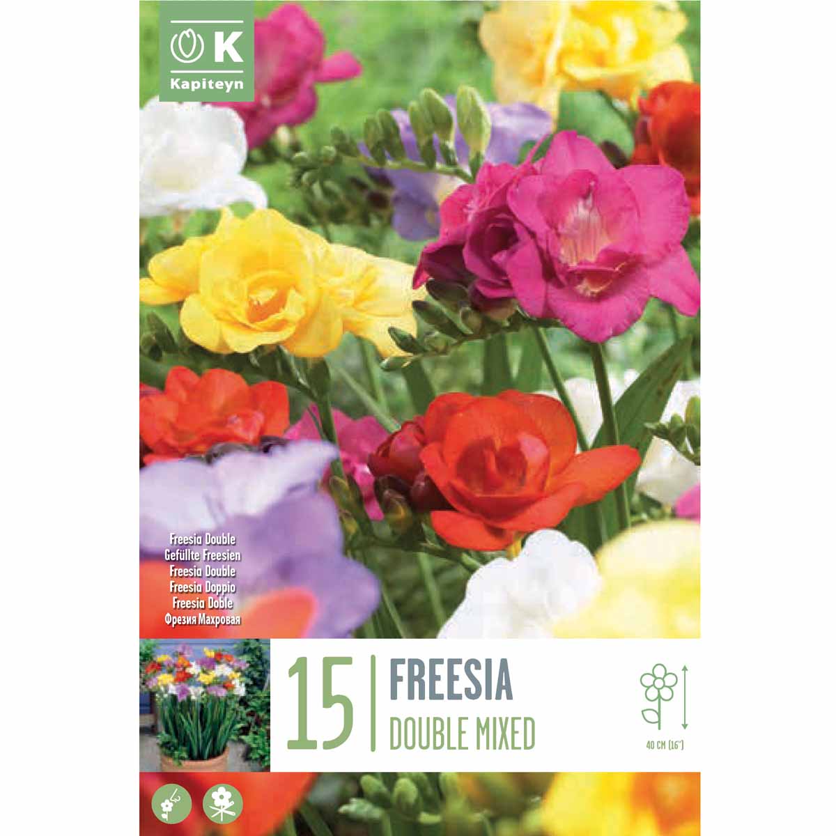 Kapiteyn Freesia Double Mix