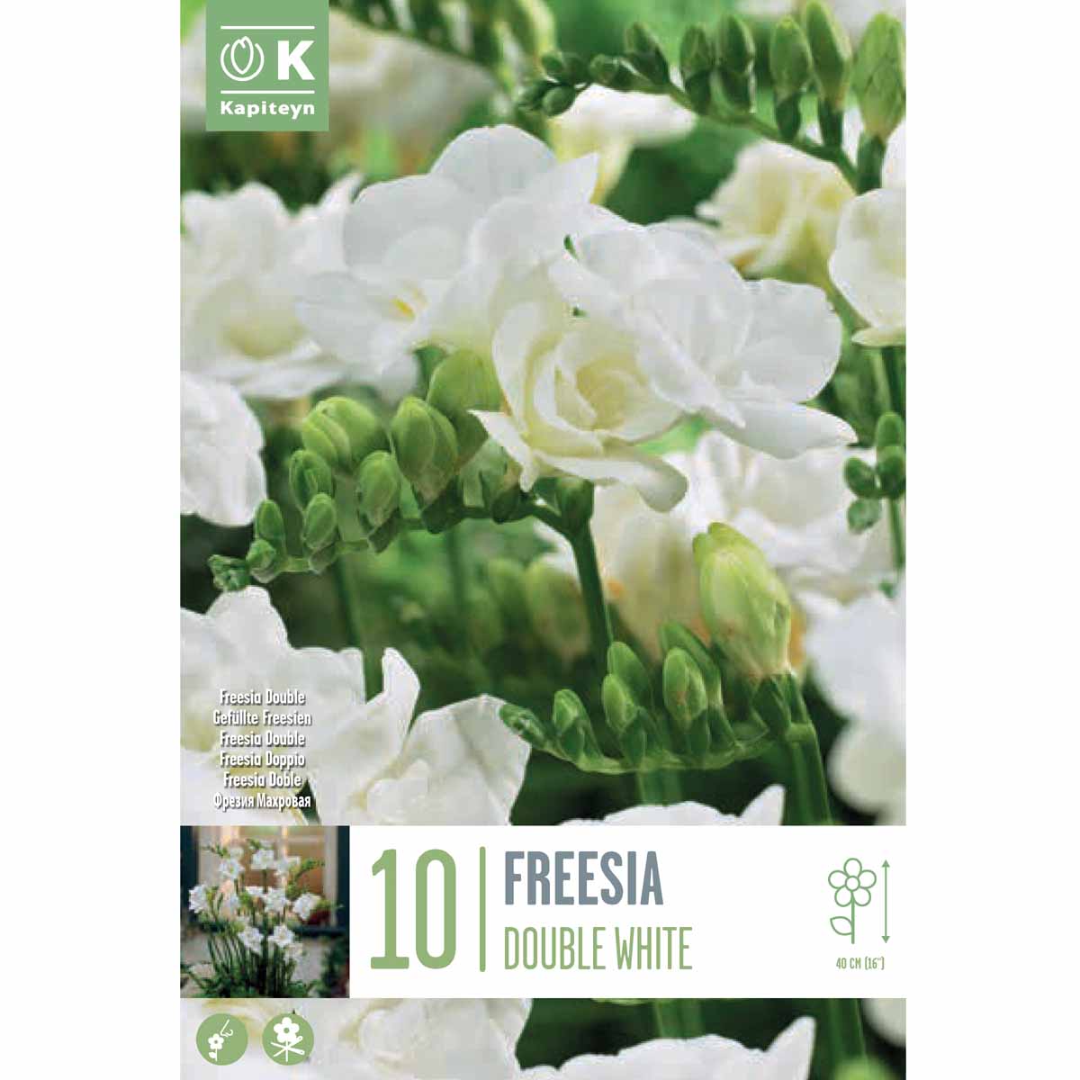 Kapiteyn Freesia ‘Double White’ (10 bulbi)