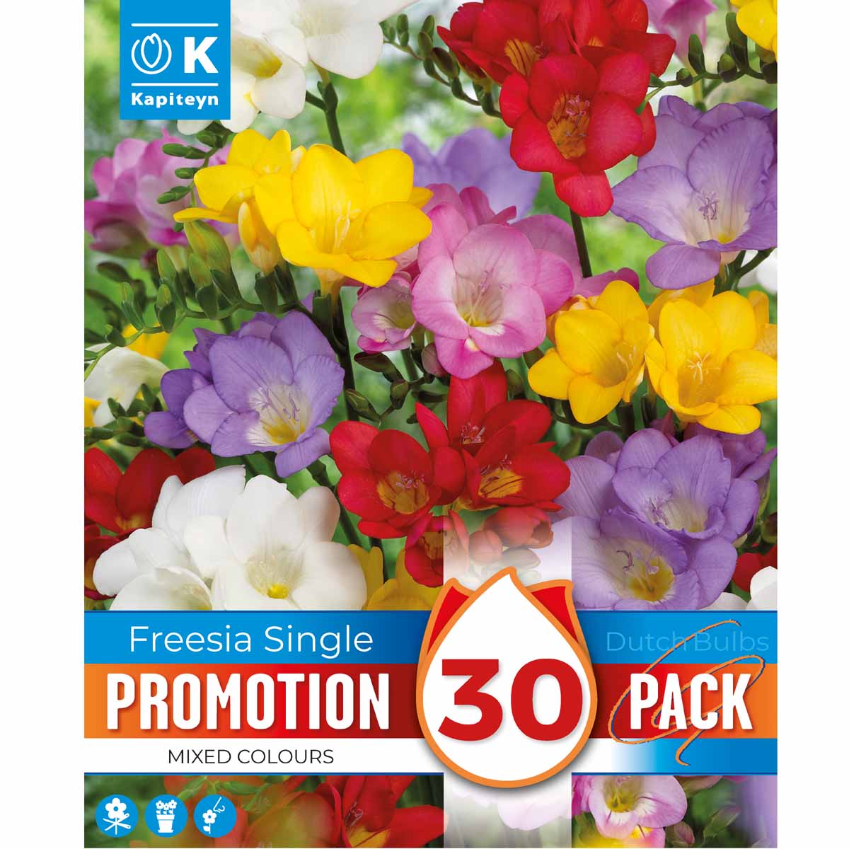 Kapiteyn Freesia mix (30 bulbi)