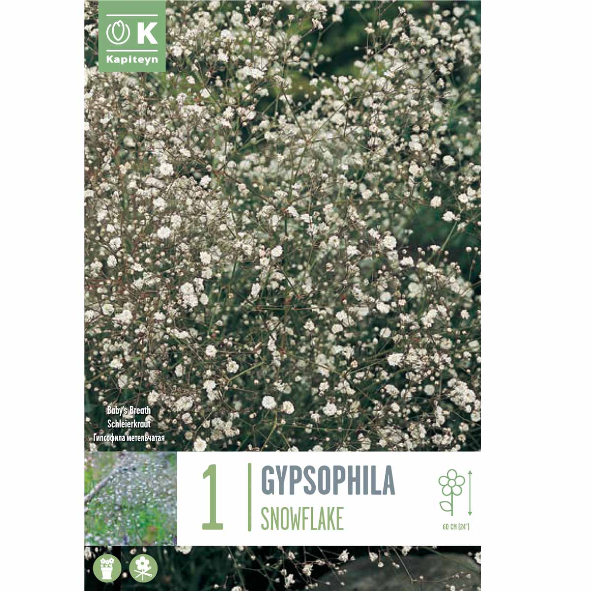 Kapiteyn Gypsophila Paniculata Snowflake (1 bulbo)