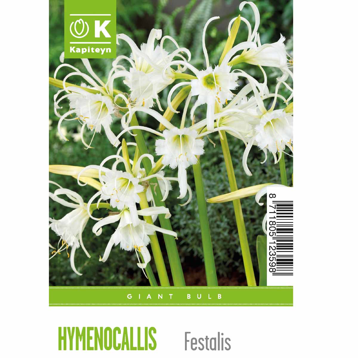 Kapiteyn Hymenocallis festalis (2 bulbi)