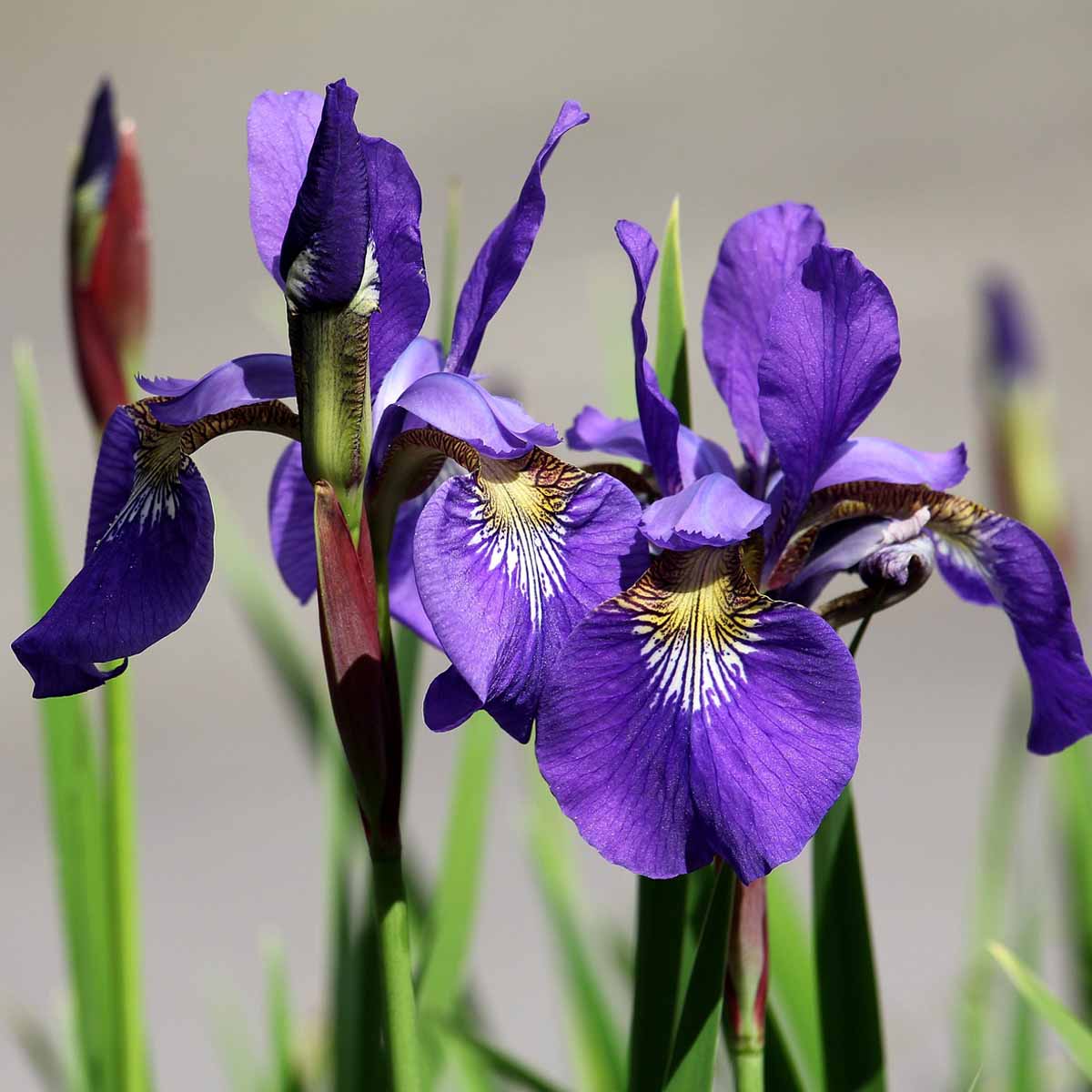 Kapiteyn Rizomi di Iris in varietà