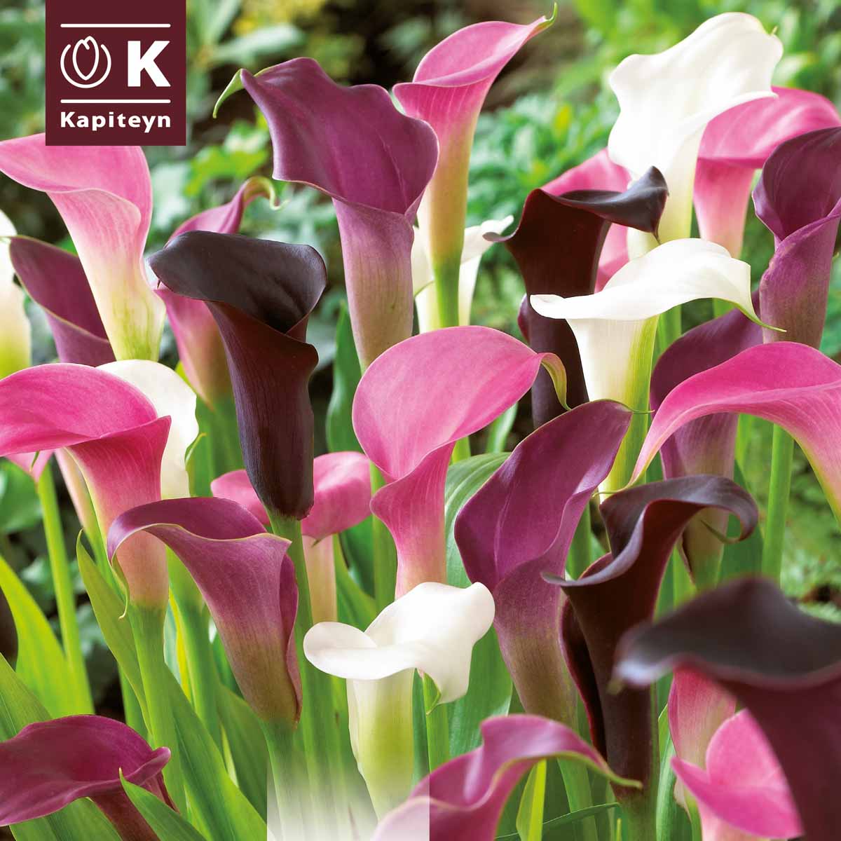 Kapiteyn Rizomi di Zantedeschia in varietà