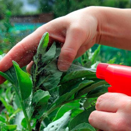 Propoli: origine e utilizzo a difesa delle piante - Arreda il Giardino