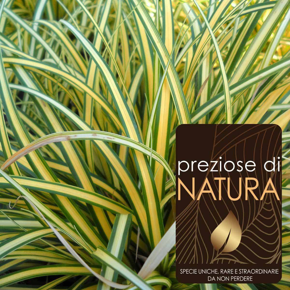 Preziose di Natura – Carex Oshimensis “Evergold”