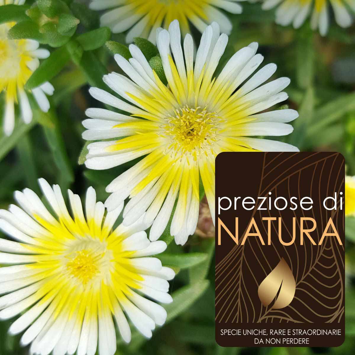 Preziose di Natura – Delosperma Wheels Of Wonder “Wow Limoncello”