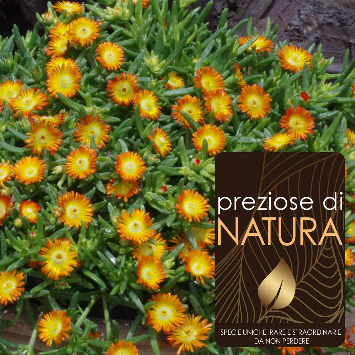 Preziose di Natura – Delosperma Wheels Of Wonder “Wow Orange”