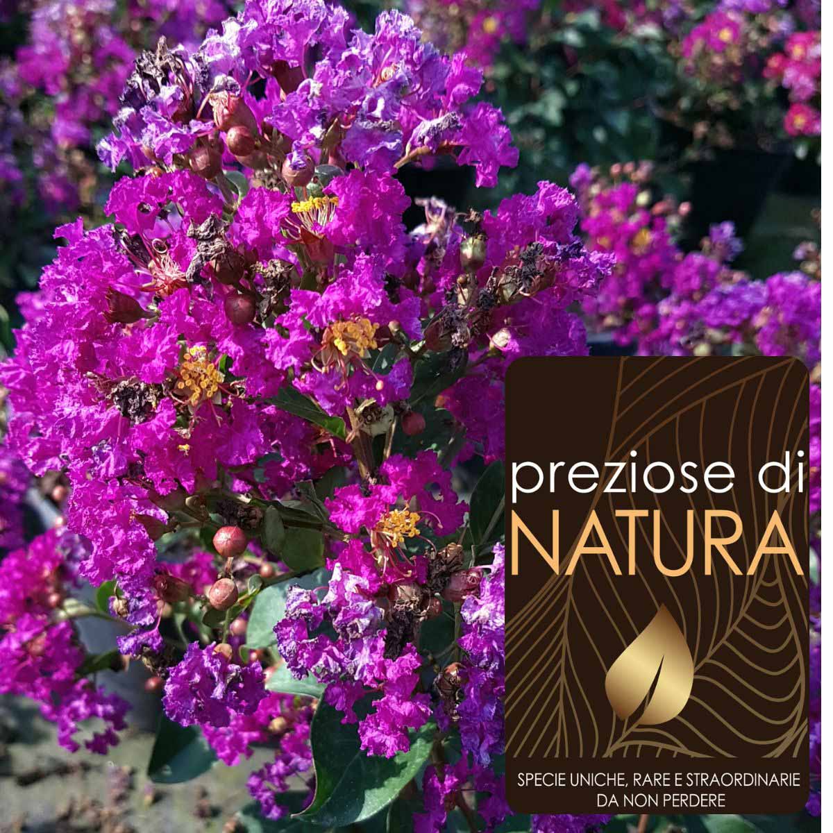Preziose di Natura – Lagerstroemia “Purple Star”
