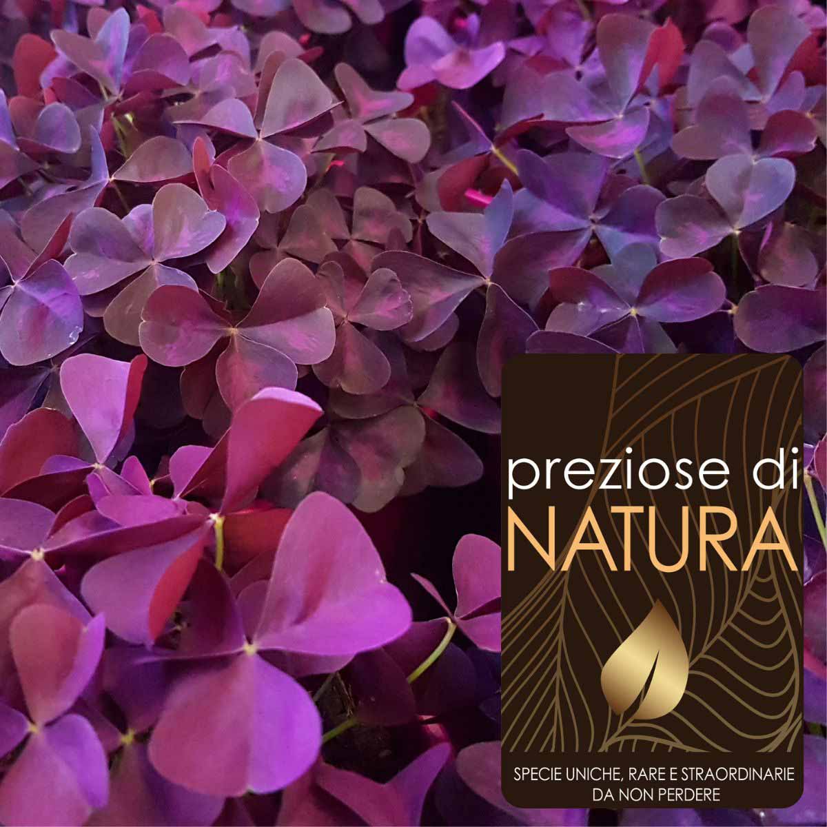 Preziose di Natura – Oxalis Xalis® “Burgundy Wine”