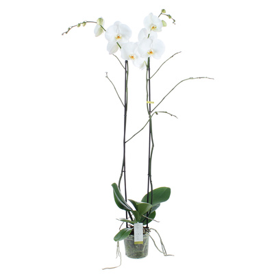 Orchidea Phalaenopsis Bijoux