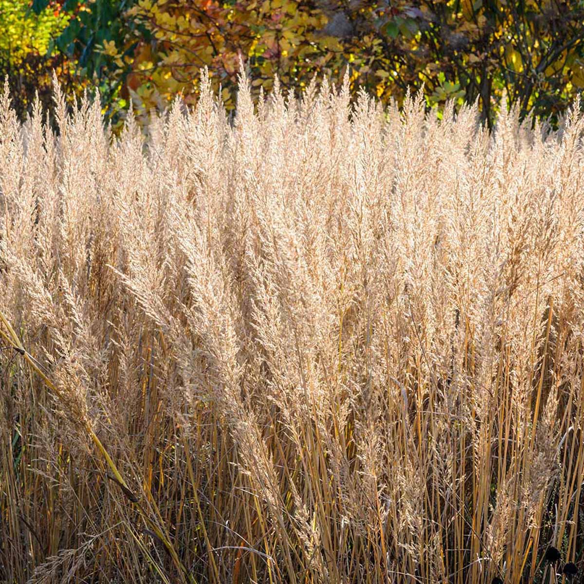 Calamagrostis, una graminacea a bassa manutenzione