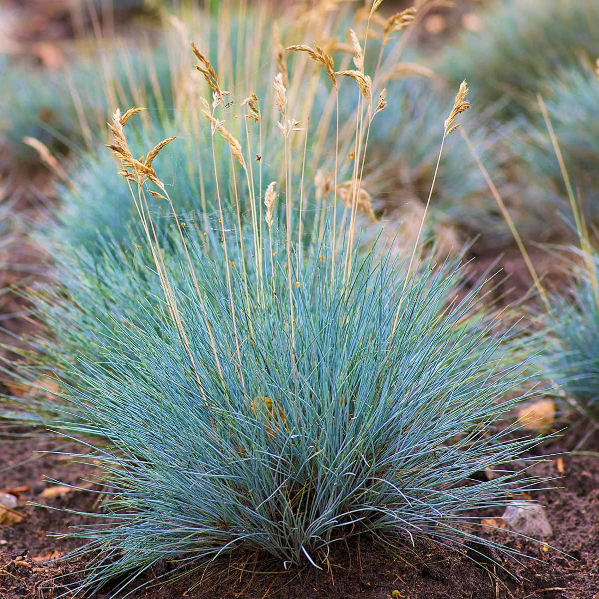 Festuca Glauca la perenne dalle sfumature blu