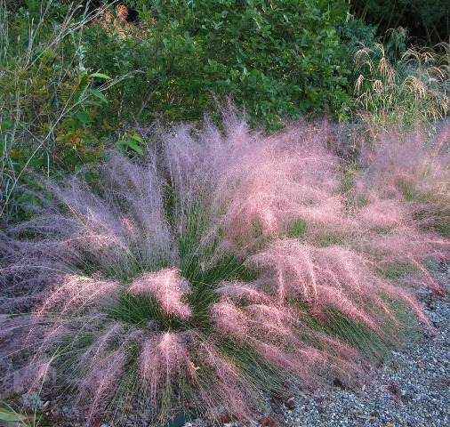 Nuvole rosa con la Muhlenbergia Capillaris