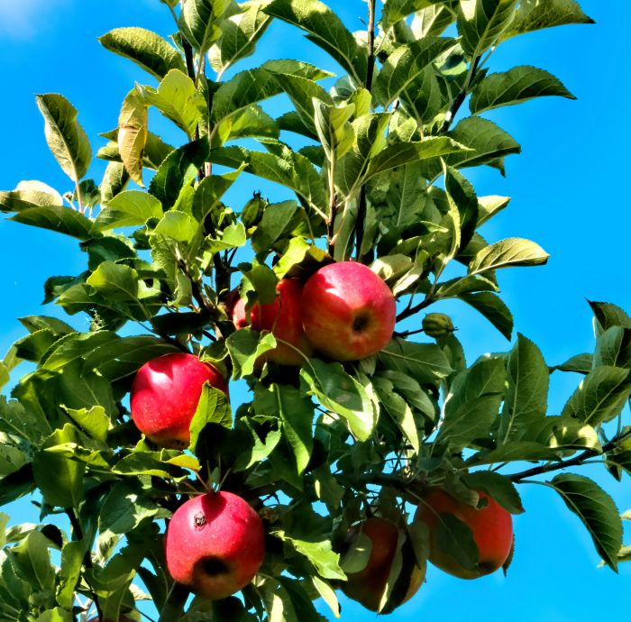 Quando potare le piante da frutto