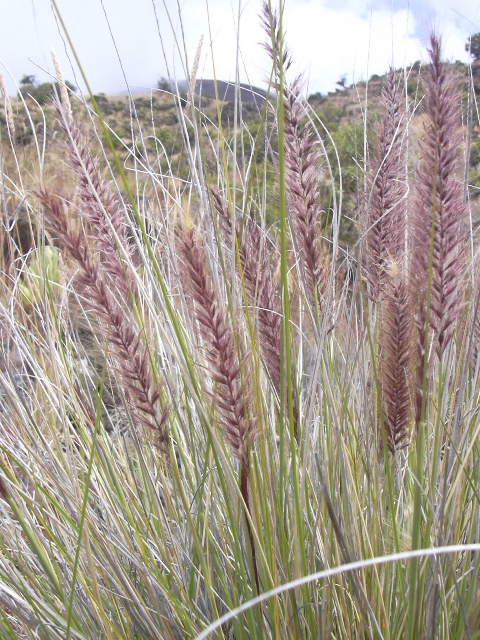 Pennisetum, discreto e resistente