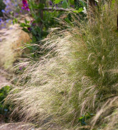 Ciuffi verdi con la Stipa Tenuissima