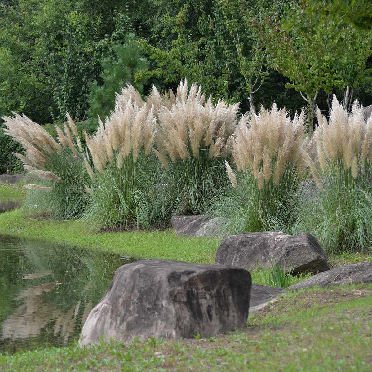 Cortadera Selloana o Erba della Pampas