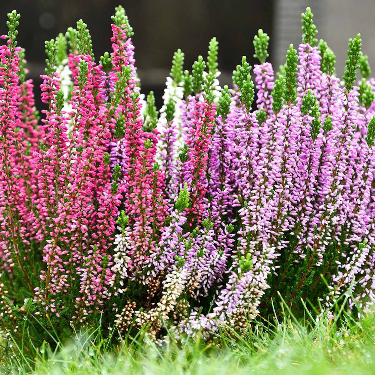 Erica Gracilis Beauty Queen