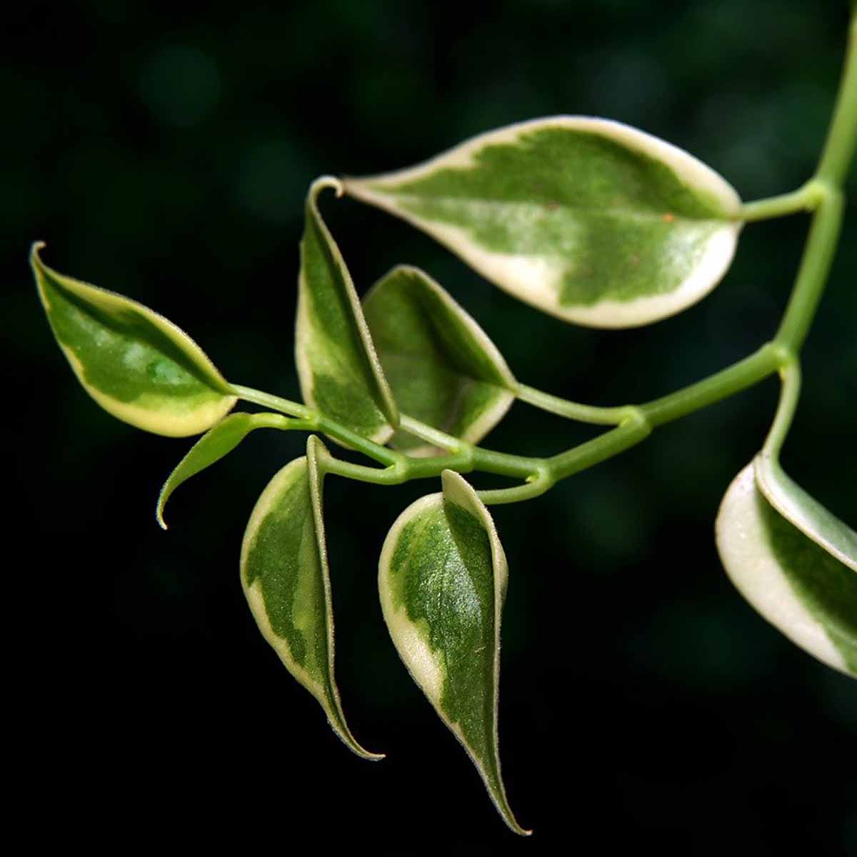 Hoya kerrii variegata