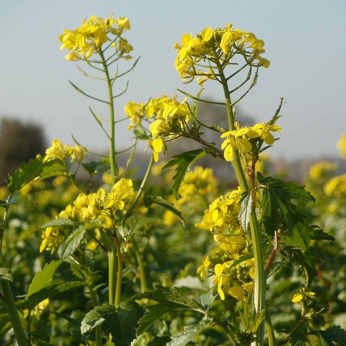 Le proprietà della Colza nel giardinaggio domestico