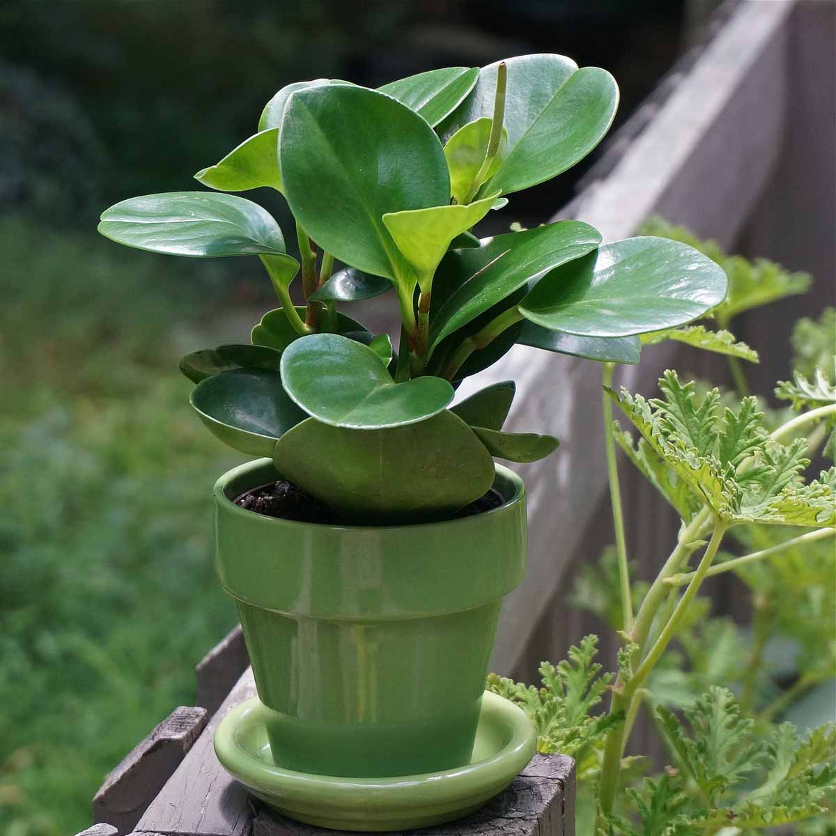 Peperomia Raindrop