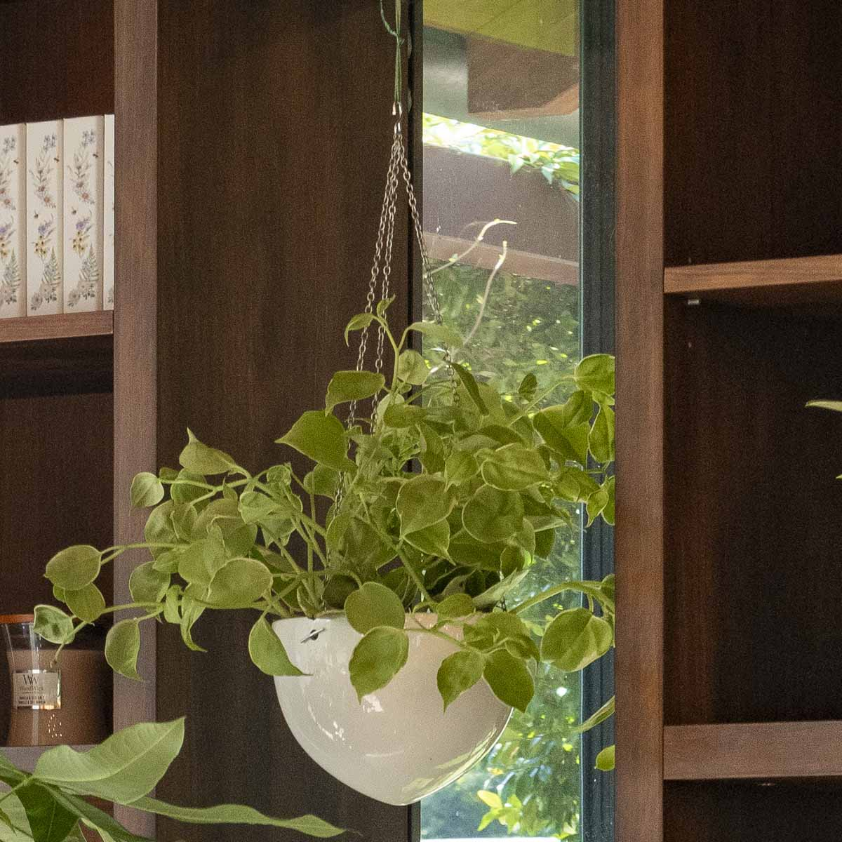 Peperomia Scandens