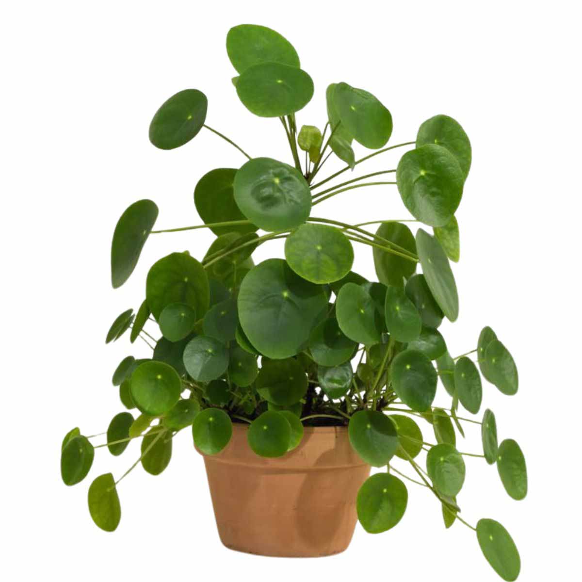 Pilea Peperomioides, famosa come pianta delle monete