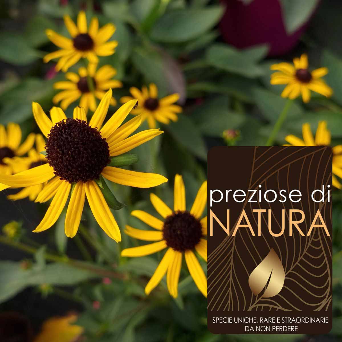 Preziose di Natura – Rudbeckia “Little Goldstar”