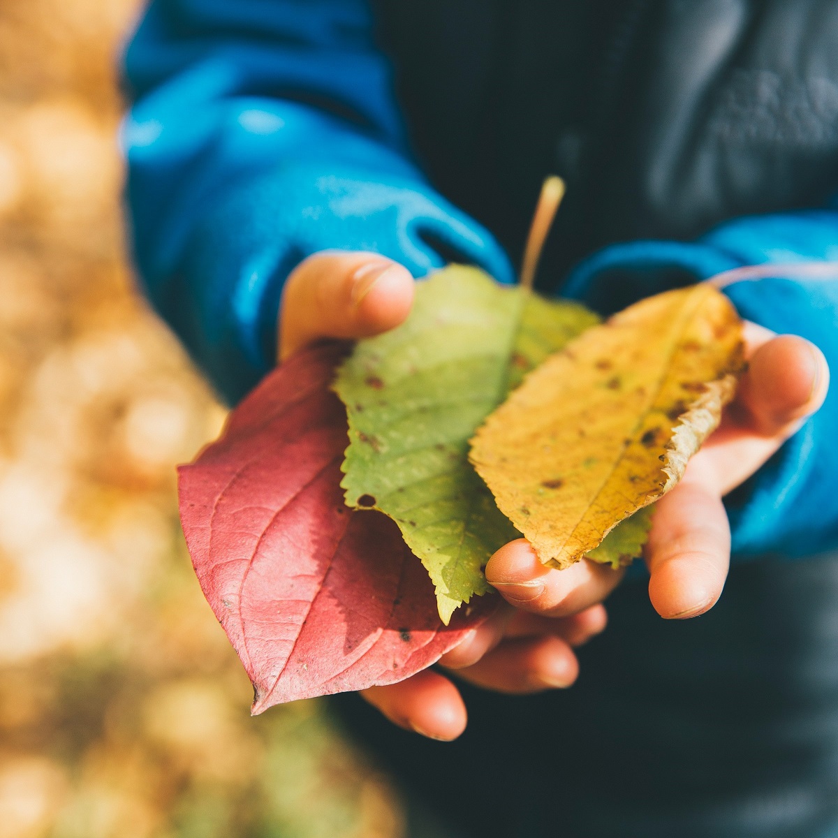 Da Viridea arrivano i laboratori per bambini dedicati all’autunno