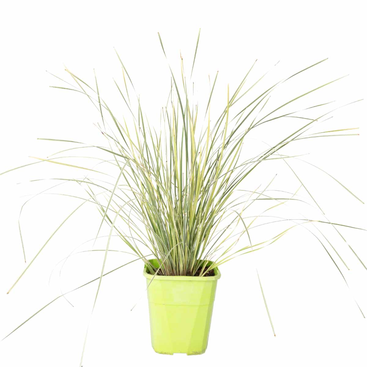 Lomandra “White Sands”