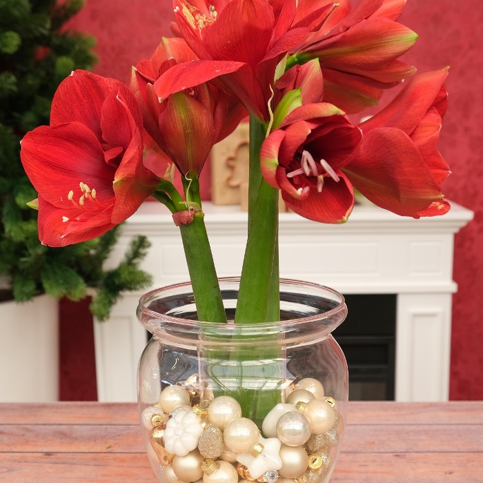 Centrotavola di Natale con Amaryllis