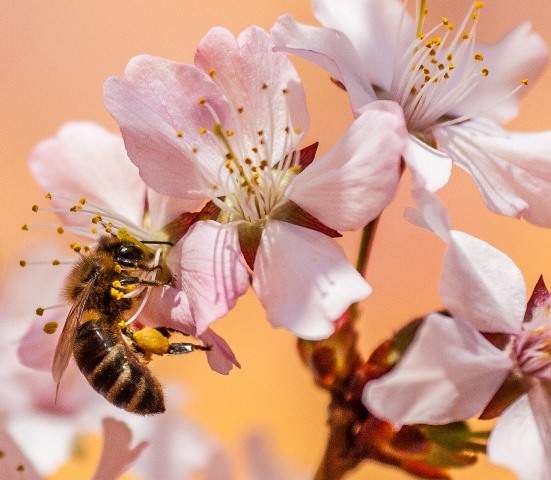 Biodiversità, come favorirla in giardino