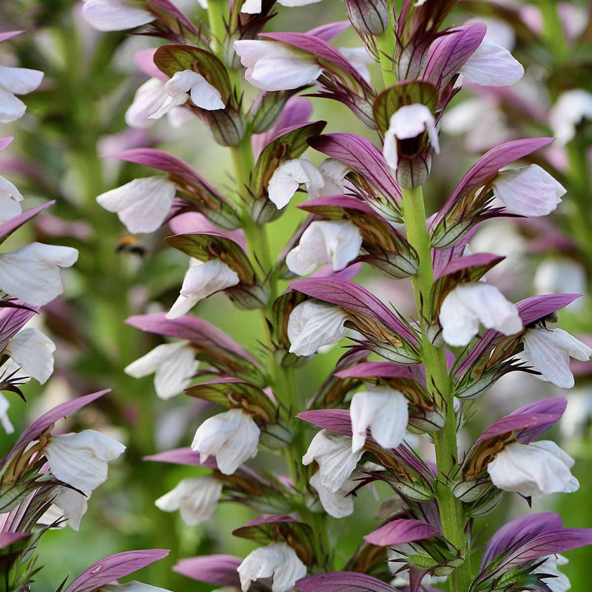 Acanthus in varietà