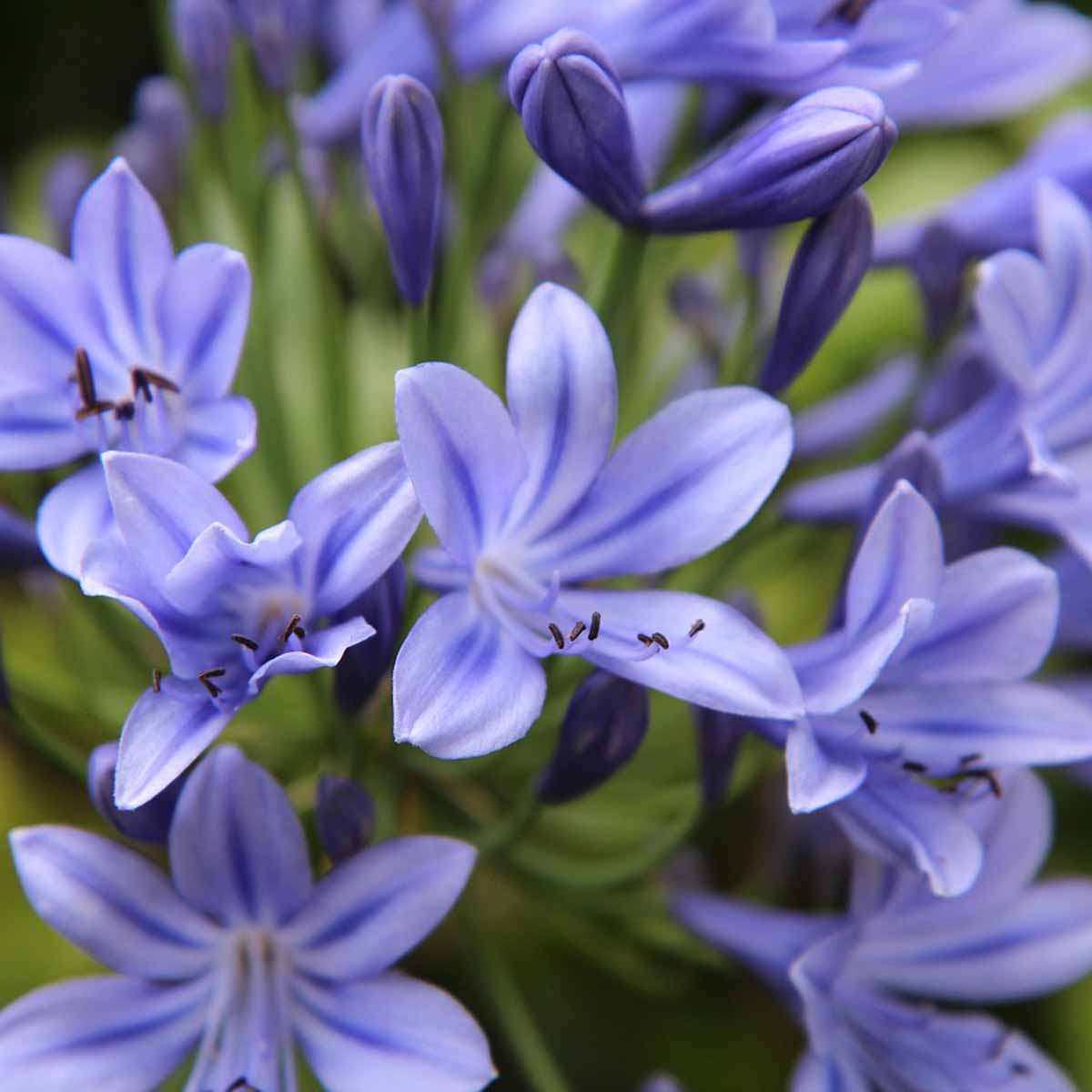 Agapanthus Special in varietà