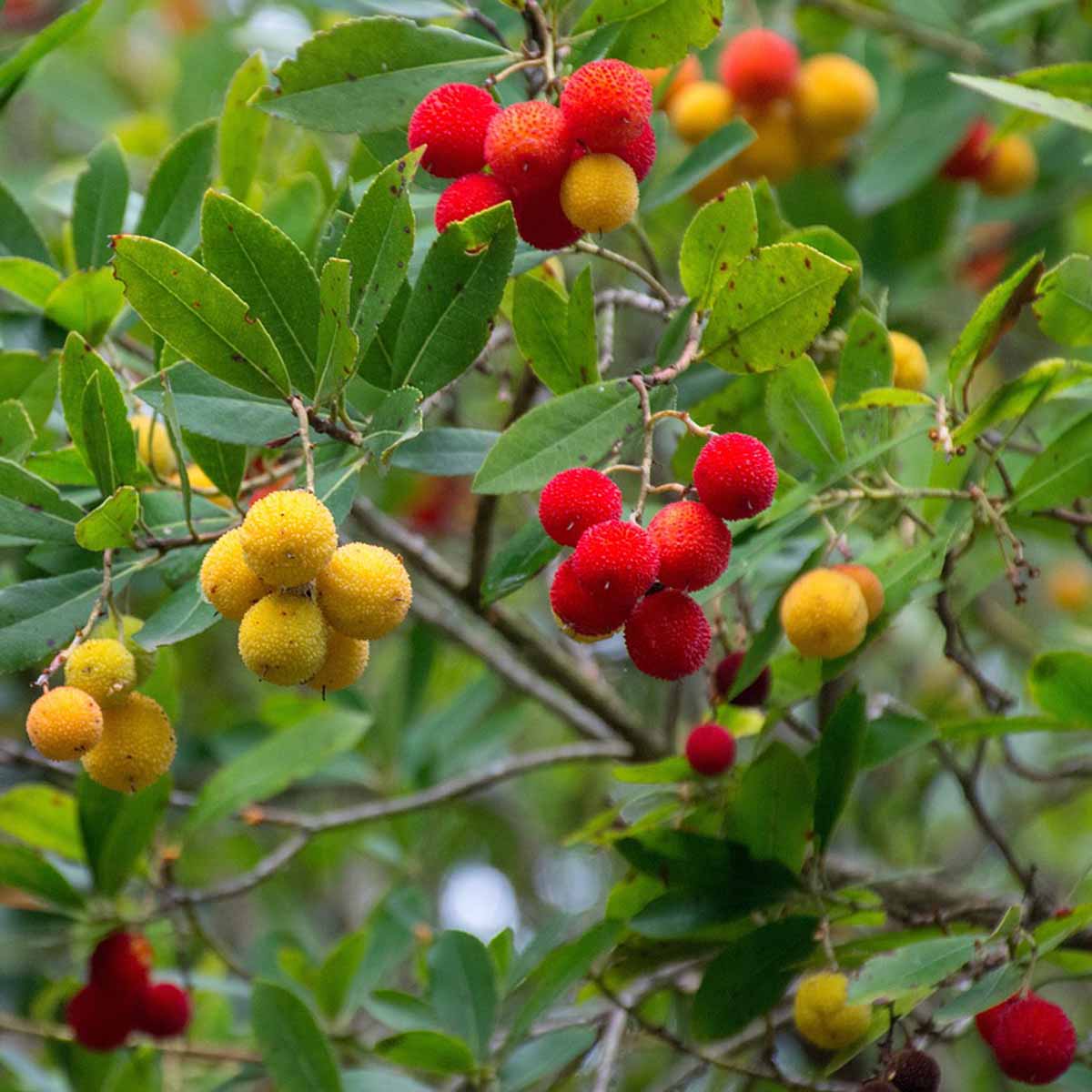 Arbutus Unedo – Corbezzolo in varietà