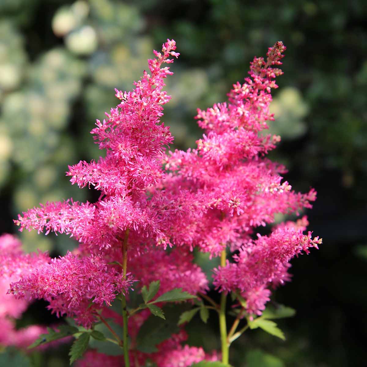 Astilbe in varietà