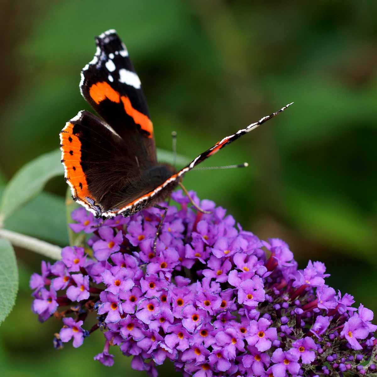 Buddleja in varietà